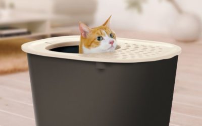 5 Tips ForYour Cat’s Litter Box Success