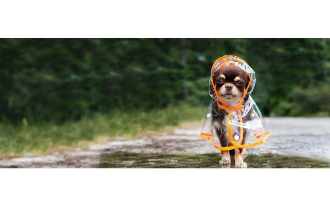 dog in raincoat