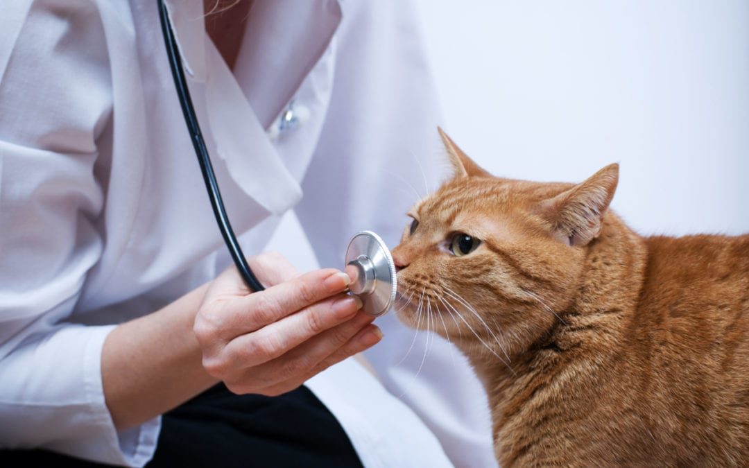 cat smelling stethoscope