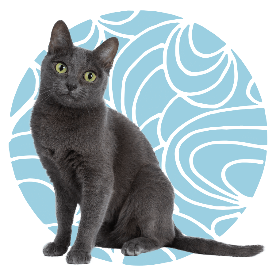 gray cat with green eyes