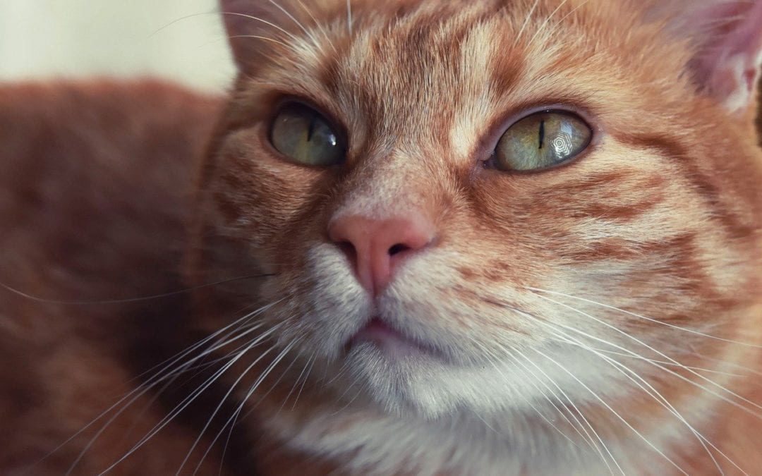 orange cat close up