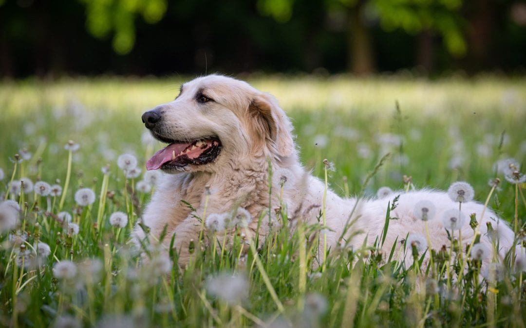 white dog in field