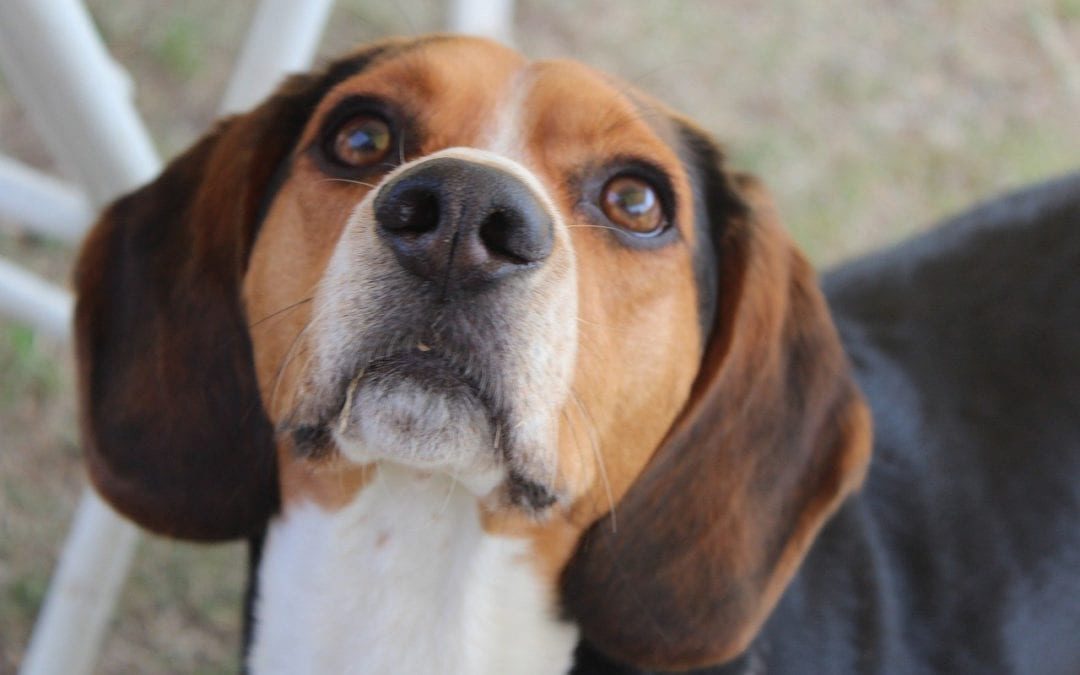 dog looking up