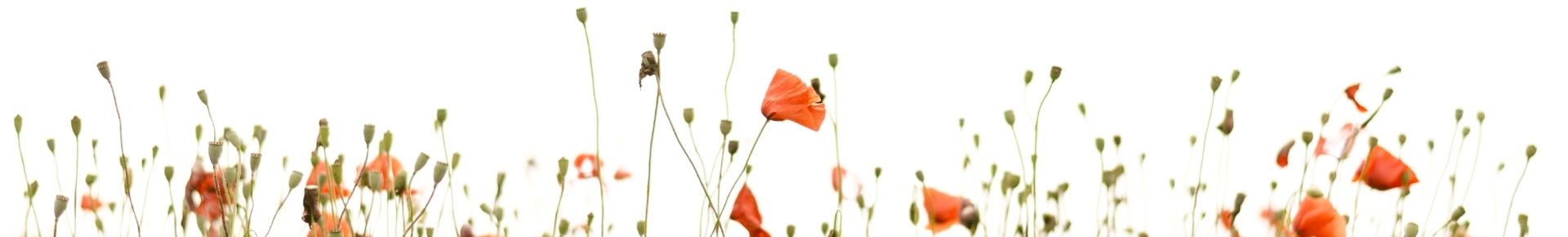 field of poppies on white background