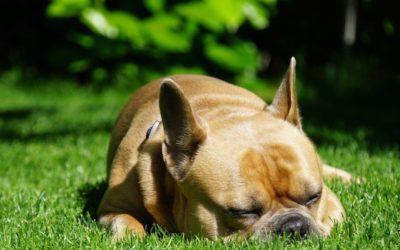 5 Common Garden Toxins for Pets