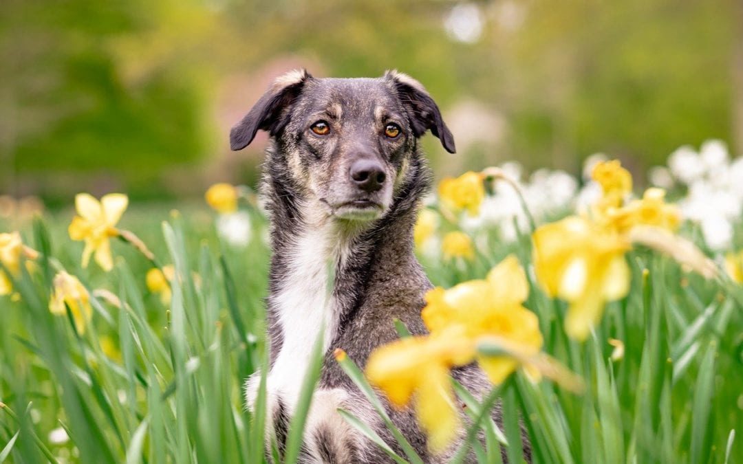 dog in field
