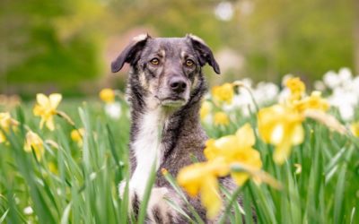 Does Your Pet Have Seasonal Allergies?