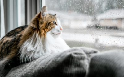 Does Your Cat Make You Sneeze? Tips on Managing Your Cat Allergies