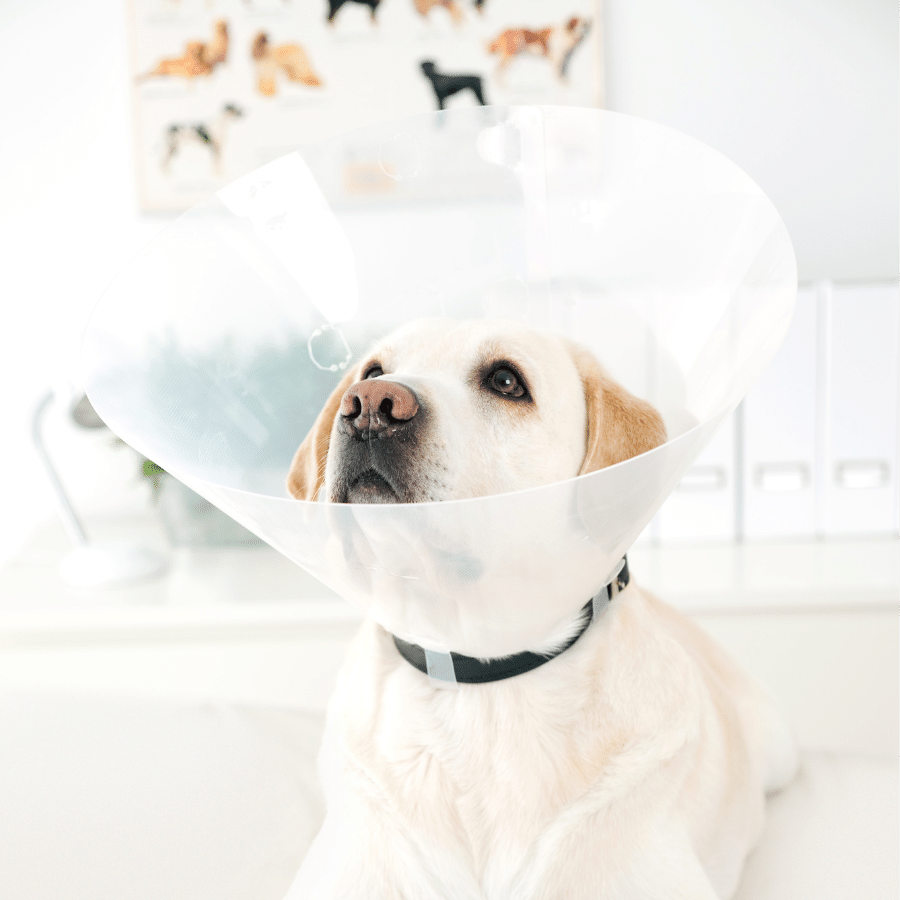 dog in cone