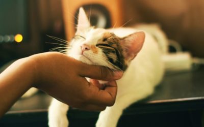 Things You Should Know About Cat Grooming