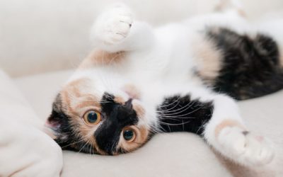 3 Reasons Why Your Cat Needs Regular Wellness Care