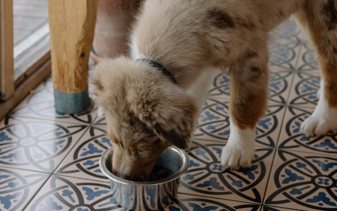 Australian Shepherd eating out of dog bowl