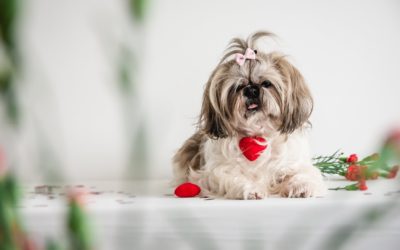 3 Safe Pet Treats for Valentine’s Day