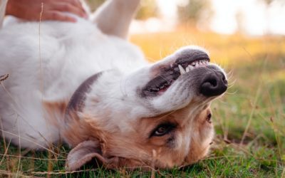 5 Signs of a Pet Dental Emergency